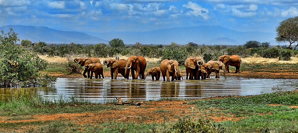 L'Afrique, destination de rêve.